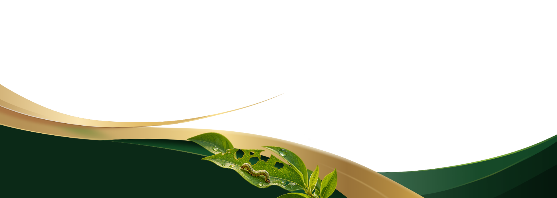 2027-national-womens-conference-homepage-top-bg.png